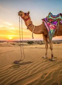 cf5aa49b-ae5d-4f03-b052-b19f0d58d6eb